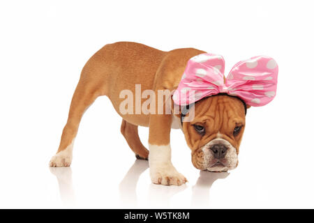 Vue latérale du bulldog Anglais mignon habillé comme minnie pour l'halloween. Il est debout sur un fond blanc, la tête en bas Banque D'Images