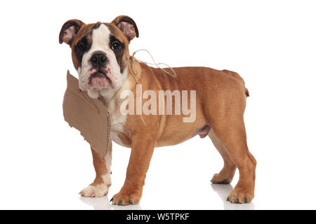 Vue latérale du bulldog Anglais mendier avec carton signe autour de son cou. C'est debout sur fond blanc Banque D'Images