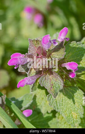 Red Dead-nettle (Lamium purpureum) dans un cimetière de Londres. Banque D'Images