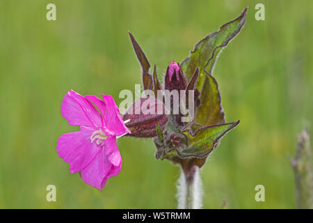 Red (Silene dioica) dans une réserve naturelle de Londres. Banque D'Images