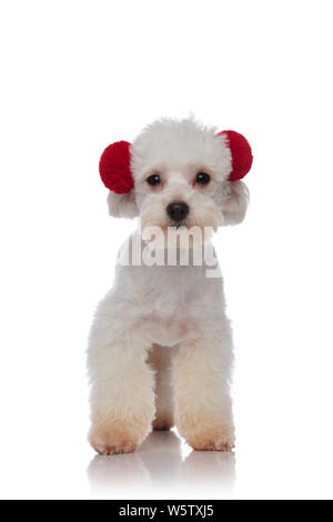 Adorable petit bichon blanc debout sur fond blanc et porter du rouge casque antibruit Banque D'Images