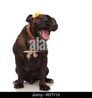 Funny boxer avec fleur jaune sur la tête et la bouche ouverte à la recherche à l'autre tout en restant assis sur fond blanc. Il porte un collier à pointes brunes Banque D'Images