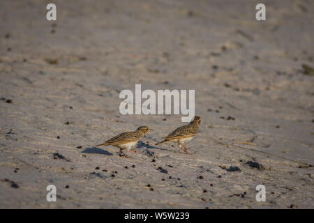 L'Indien bush lark ou Mirafra erythroptera est une espèce d'alouette en famille Alaudidae trouvés en Asie du Sud.cliqué cette beauté dans tal chappar inde Banque D'Images