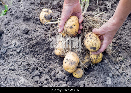 Les mains tenant un buisson de pommes de terre avec des tubercules de jaune dans le jardin close-up. Le concept de la croissance des produits. Banque D'Images