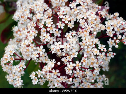 Close-up de fleur sur Red Robin 'Photina x fraseri' arbre standard Banque D'Images