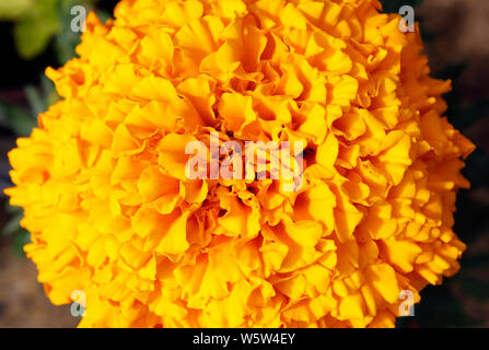 Close up of French Marigold en pleine floraison Banque D'Images