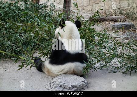 Un panda géant mange le bambou au Zoo de Pékin à Beijing, Chine, 19 décembre 2018. Banque D'Images