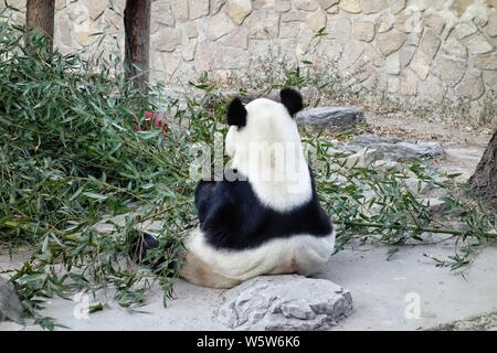 Un panda géant mange le bambou au Zoo de Pékin à Beijing, Chine, 19 décembre 2018. Banque D'Images