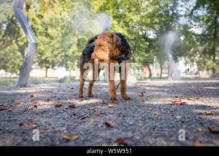 Circuit de refroidissement de secours, chien à l'ombre sous les têtes sprinkleur nébulisateurs, dans un parc. Vague de chaleur. Banque D'Images