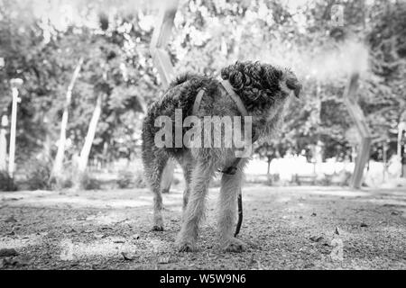 Circuit de refroidissement de secours, chien à l'ombre sous les têtes sprinkleur nébulisateurs, dans un parc. Vague de chaleur. Banque D'Images