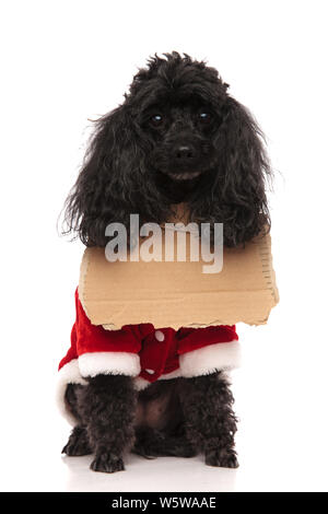 Cute little poodle mendiant portant un signe et désireux d'être adoptés, assis sur fond blanc Banque D'Images