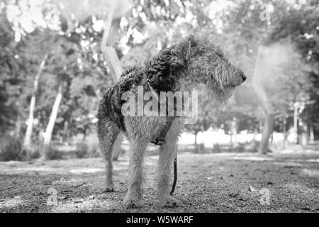 Circuit de refroidissement de secours, chien à l'ombre sous les têtes sprinkleur nébulisateurs, dans un parc. Vague de chaleur. Banque D'Images
