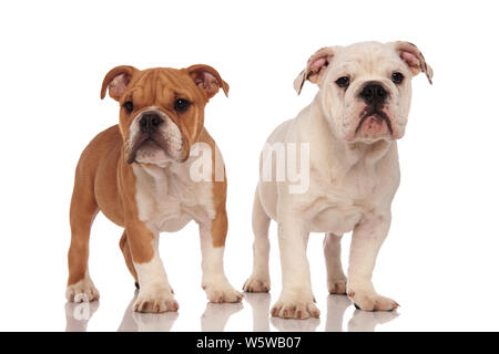 Brown et blanc bulldog Anglais chiots debout sur fond blanc Banque D'Images