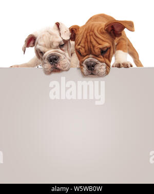 Deux Chiots bulldog Anglais curieux debout sur big blank billboard et le regardez sur fond blanc Banque D'Images