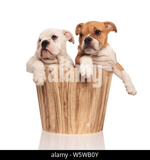 Deux adorables chiots bouledogue anglais à l'intérieur d'un seau en bois avec jambes hanging out look à l'autre sur fond blanc Banque D'Images