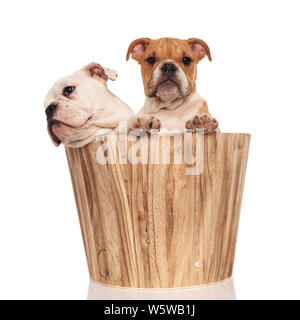 Deux bulldogs anglais dans un seau en bois sur fond blanc Banque D'Images