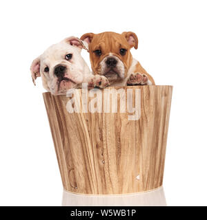 Deux Chiots bulldog Anglais triste est un tonneau en bois sur fond blanc Banque D'Images