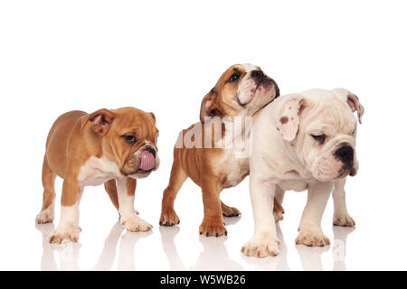 Trois chiots bulldogs anglais debout ensemble sur fond blanc Banque D'Images