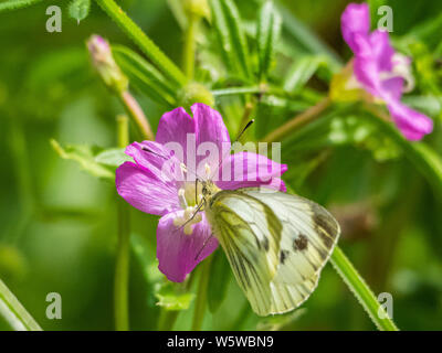 Papillon Blanc du chou se nourrir du nectar d'une fleur sauvage Banque D'Images