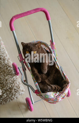 British Shorthair cat laying in colorful poussette de bébé à l'intérieur. Chat domestique ludique assis dans un chariot à l'intérieur Banque D'Images