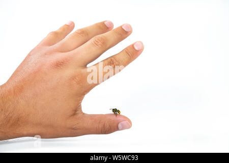 Vue rapprochée de dard d'abeille mans doigt isolé sur fond blanc. Wasp des fabricants, la plupart des gens ont une réaction allergique après qui est habituellement s Banque D'Images