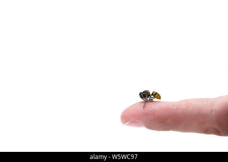 Vue rapprochée de dard d'abeille mans doigt isolé sur fond blanc. Wasp des fabricants, la plupart des gens ont une réaction allergique après qui est habituellement s Banque D'Images