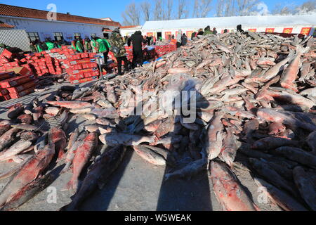 Trier les pêcheurs du poisson à partir de l'hiver Le lac Chagan durant la saison de pêche du lac Chagan Glace et neige Pêche et chasse Tourisme Culturel Banque D'Images