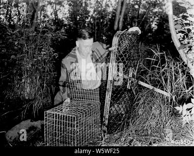 Photographie de transfert d'un Castor à partir d'un piège en direct à une cage de transport ; Portée et contenu : sous-titre original : transfert d'un castor à partir d'un piège en direct à une cage de transport. Banque D'Images