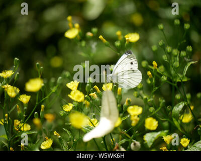 Grande femme blanche Butterfly-Pieris brassicae Banque D'Images