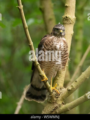 Un jeune fauve (Accipiter nisus) jeune perché sur une branche près de nid, Lincolnshire Banque D'Images