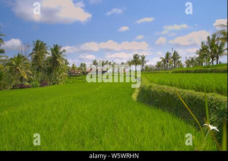 Champ de riz près de Ubud. Vue depuis un Warung traditionnel sur les terrasses. Banque D'Images