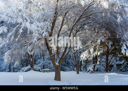 Lumière du matin illumine les arbres couverts de neige Banque D'Images