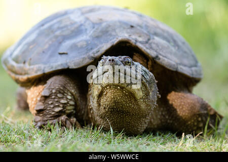 Tortue Chélydre in Green grass à Mason ferme à Chapel Hill, Caroline du Nord. Banque D'Images