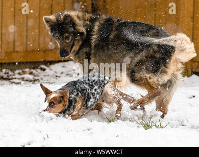 Un chien de bétail australien joue avec un berger allemand dans la neige Banque D'Images