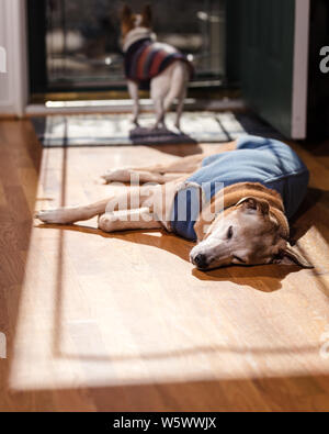 Un cur catahoula leopard dog (Louisiane) dort dans le soleil de l'après-midi en streaming par la porte avant, un jour d'hiver alors qu'un regarde par la vitre de la JRT Banque D'Images