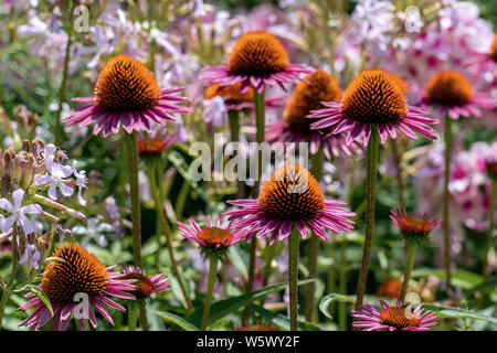 Close up de belles fleurs pourpre (Echinacea) avec phloxes en arrière-plan Banque D'Images