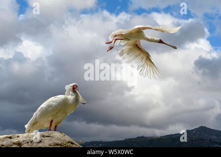 White African spoonbill, Platalea alba, l'un en vol et d'un comité sur la roche Banque D'Images