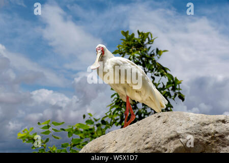 White African spoonbill, Platalea alba, vue de dessous, debout sur le roc Banque D'Images