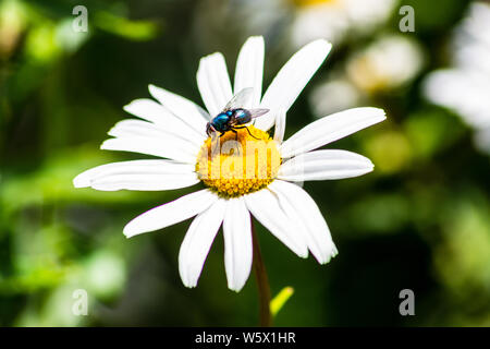 Une mouche verte bleu métallique du genre Lucilia, communément appelé greenbottles , reposant sur une marguerite Banque D'Images