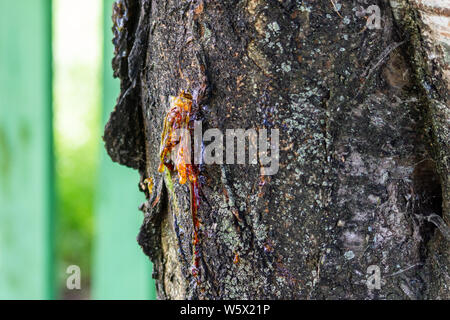 Or rouge translucide de sap un cerisier trunk vraisemblablement à l'origine de chancres bactériens ou fongiques Banque D'Images