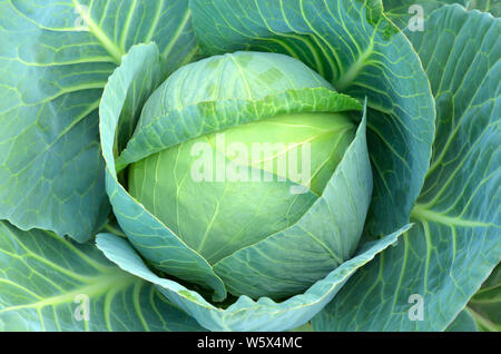Le chou (Brassica oleracea) plante poussant dans un jardin Banque D'Images