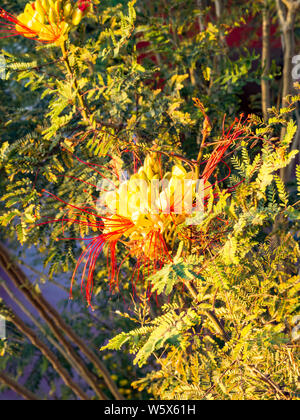 Fleurs Caesalpinia gilliesii, sur une branche, nom commun - oiseau du paradis fleur jaune Banque D'Images