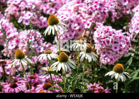 Rose belle phloxes et violet et blanc fleurs cône (échinacée) dans un lit de fleur d'été Banque D'Images