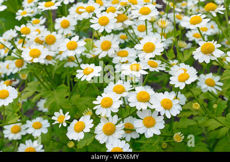 La grande camomille fleurs (Tanacetum parthenium) in garden Banque D'Images