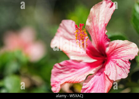 Fleur rouge, Hibiscus rosa sinensis close-up Banque D'Images