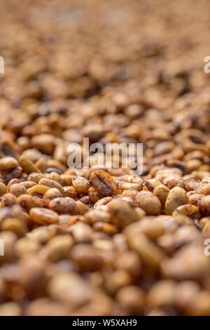 Le séchage des grains de café au soleil à la ferme de café Banque D'Images