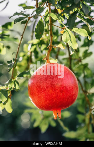 Grenade mûre fruits sur une branche d'arbre close-up dans le jardin Banque D'Images