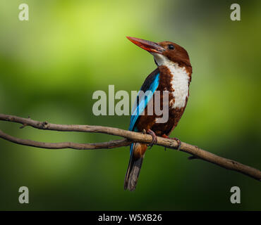 White-throated kingfisher Banque D'Images