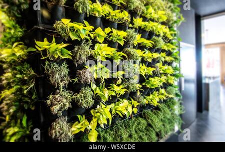 Vivre vert jardin vertical, mur à l'intérieur dans un restaurant moderne. Banque D'Images