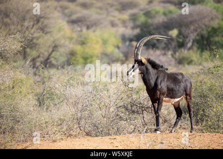 Portrait d'un homme rare hippotrague (Hippotragus niger). Okonjima, la Namibie. Banque D'Images